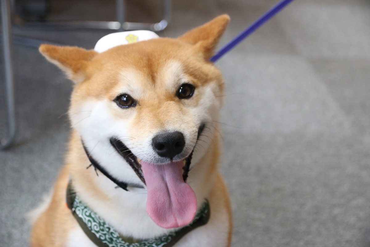 交通事故にあ「ワン」のたすき着用　広報犬の豆助　シルバー人材センターで啓発　四日市市