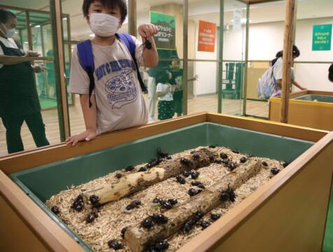 夏休みの人気イベント「世界の昆虫展」　近鉄百貨店四日市店で始まる　今年は水生昆虫が初登場
