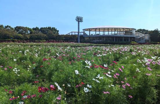 コスモス見ごろ近づく、桑名市の「なばなの里」秋の装いに、10月には秋のバラも