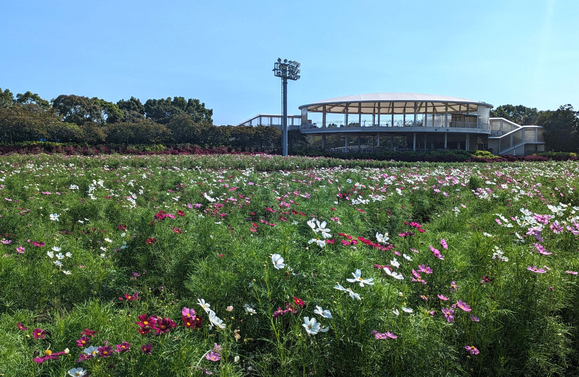 コスモス見ごろ近づく、桑名市の「なばなの里」秋の装いに、10月には秋のバラも
