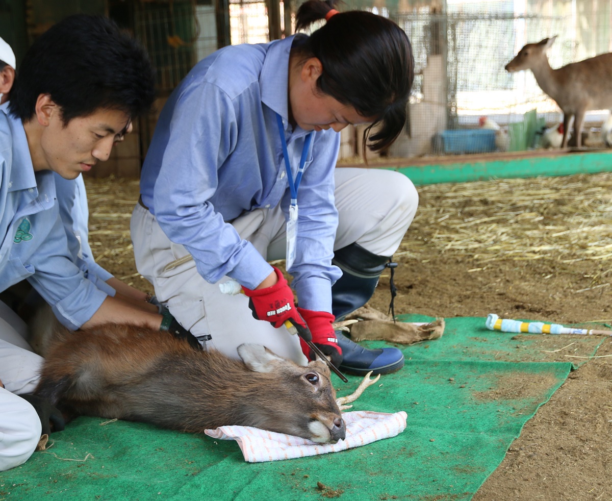 恒例のヤクシカの角切り　飼育員4人が作業　四日市市の南部丘陵公園