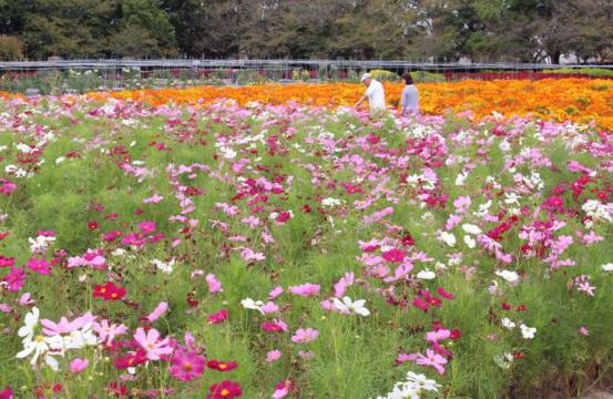 ふたつのコスモス咲きくらべ、「なばなの里」は秋の花が見ごろに