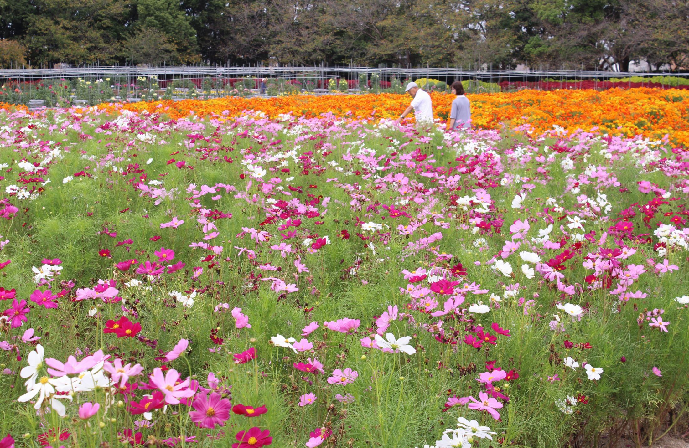 ふたつのコスモス咲きくらべ、「なばなの里」は秋の花が見ごろに