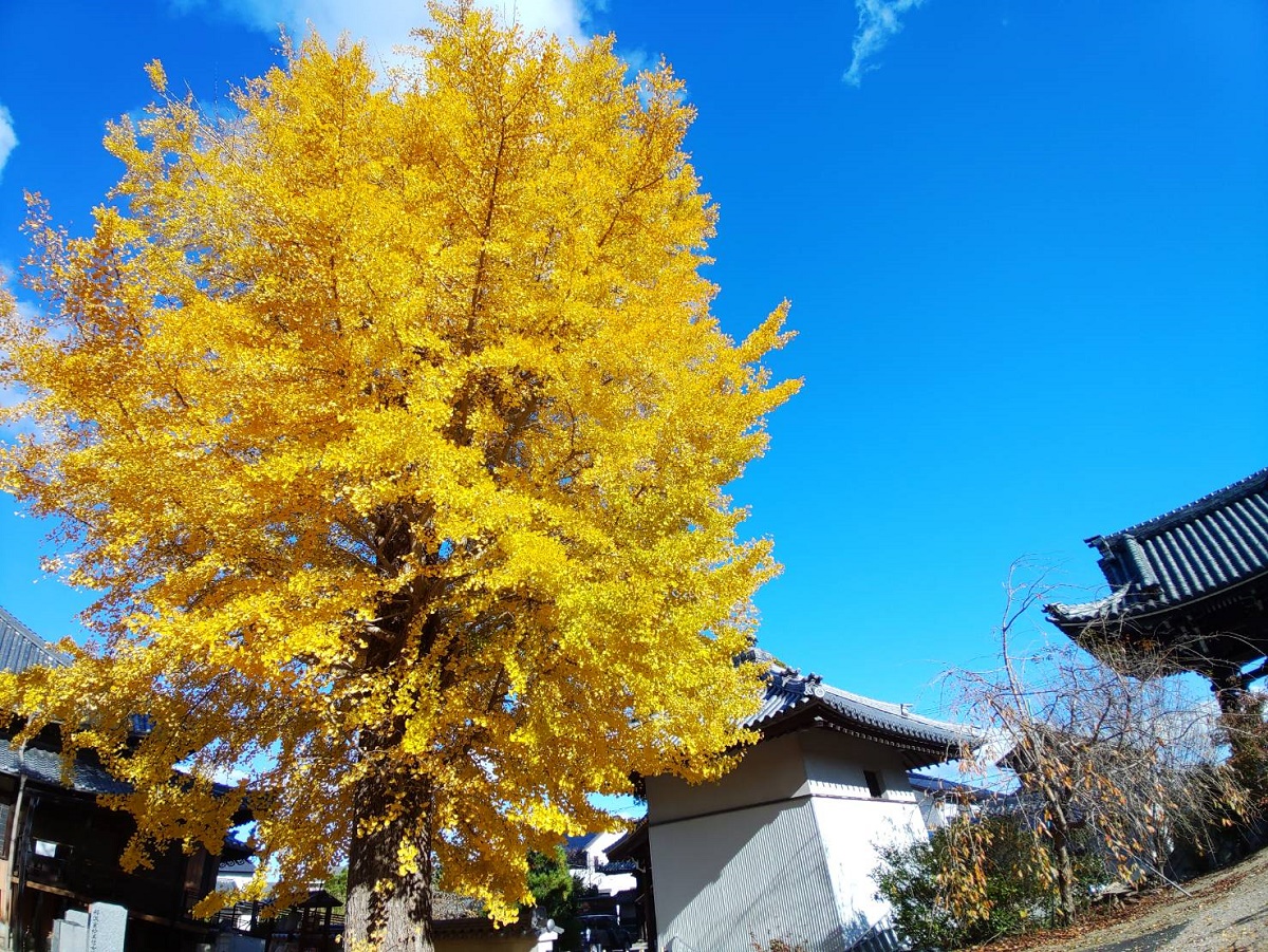 黄金色に色づくイチョウ　見ごろ楽しむ人も　四日市市の興正寺