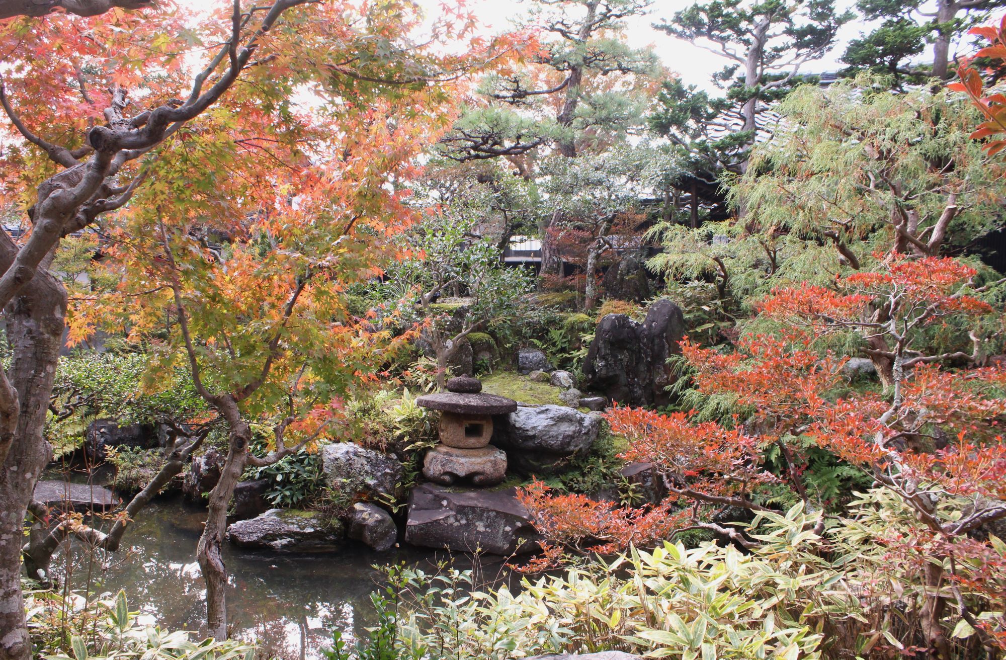 紅葉の庭が見ごろ、文化財の旧平田家住宅書院と合わせ無料開放中