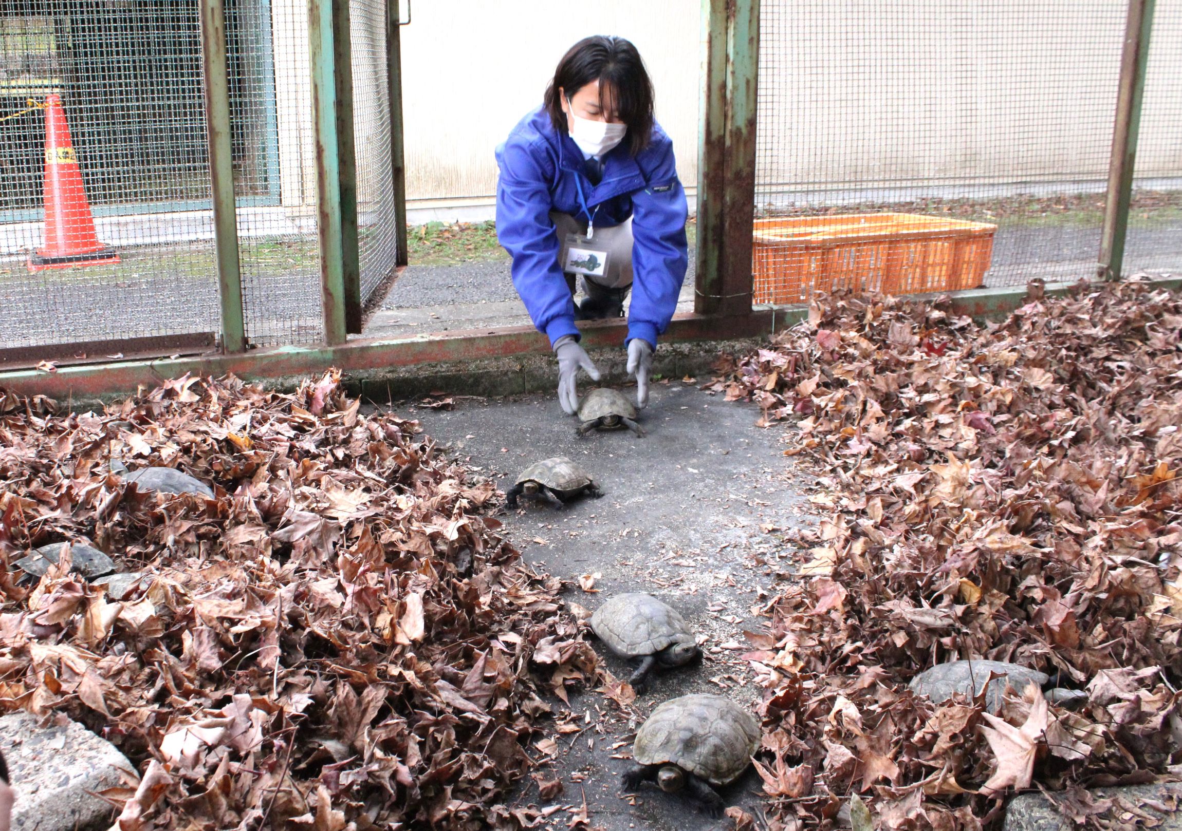 枯れ葉のベッドでおやすみなさい、四日市・南部丘陵公園の小動物園でカメの冬眠準備