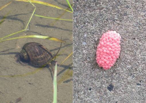 四日市でも水稲栽培に大きな被害　ジャンボタニシ　越冬中に対策を