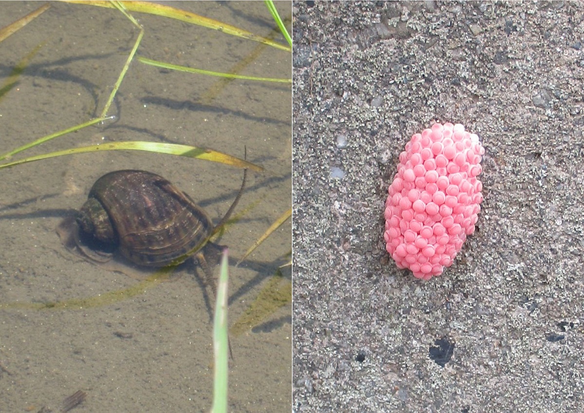 四日市でも水稲栽培に大きな被害　ジャンボタニシ　越冬中に対策を