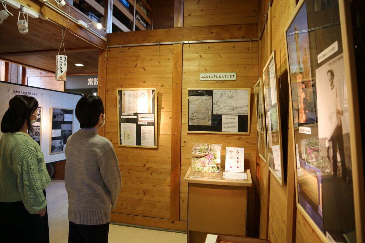 「ホンゴウソウ」発見の地　楠歴史民俗資料館で牧野富太郎企画展　来年1月28日まで