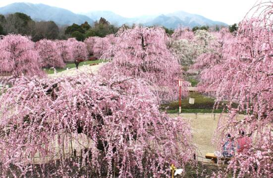 ダイナミックな枝垂れ梅が見ごろ、「鈴鹿の森庭園」に平日も多くの客