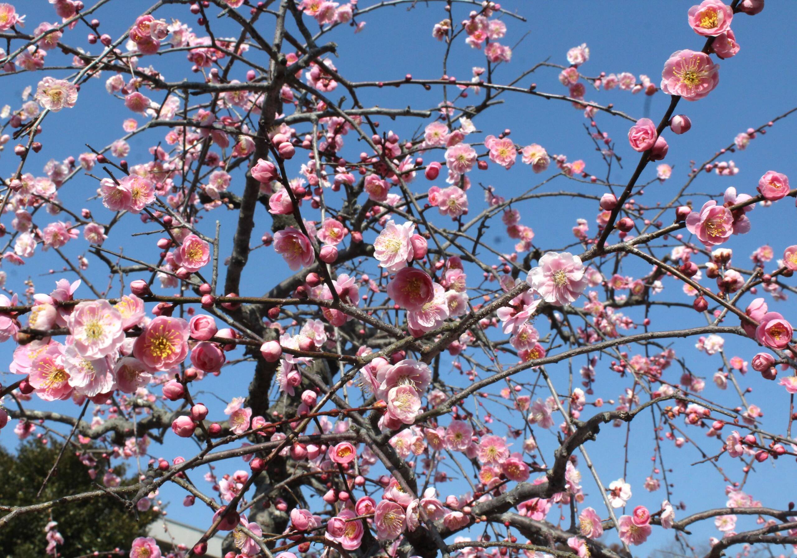 全国的な暖かさに梅の開花も進む、四日市市や近郊の寺社や公園に花見の人たち