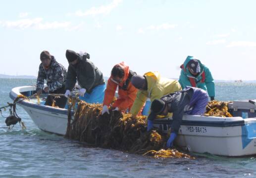 「今年はいい出来！」、四日市市漁協で試験養殖のワカメ初収穫、子ども食堂に提供