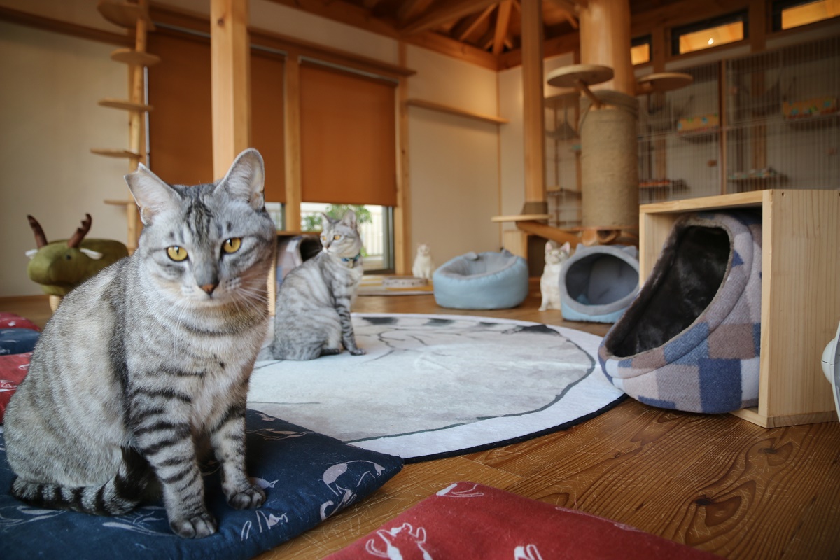 【2月22日は猫の日】　保護猫カフェで、猫に囲まれてみませんか？　四日市市の「保護猫カフェ　猫の森」