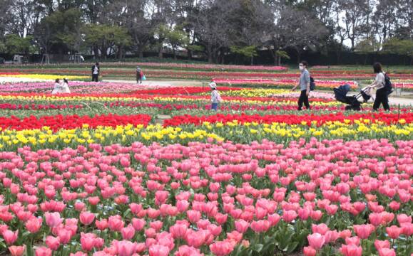 チューリップが見ごろ、ソメイヨシノあと少し、「なばなの里」で春の花の散策にぎわう