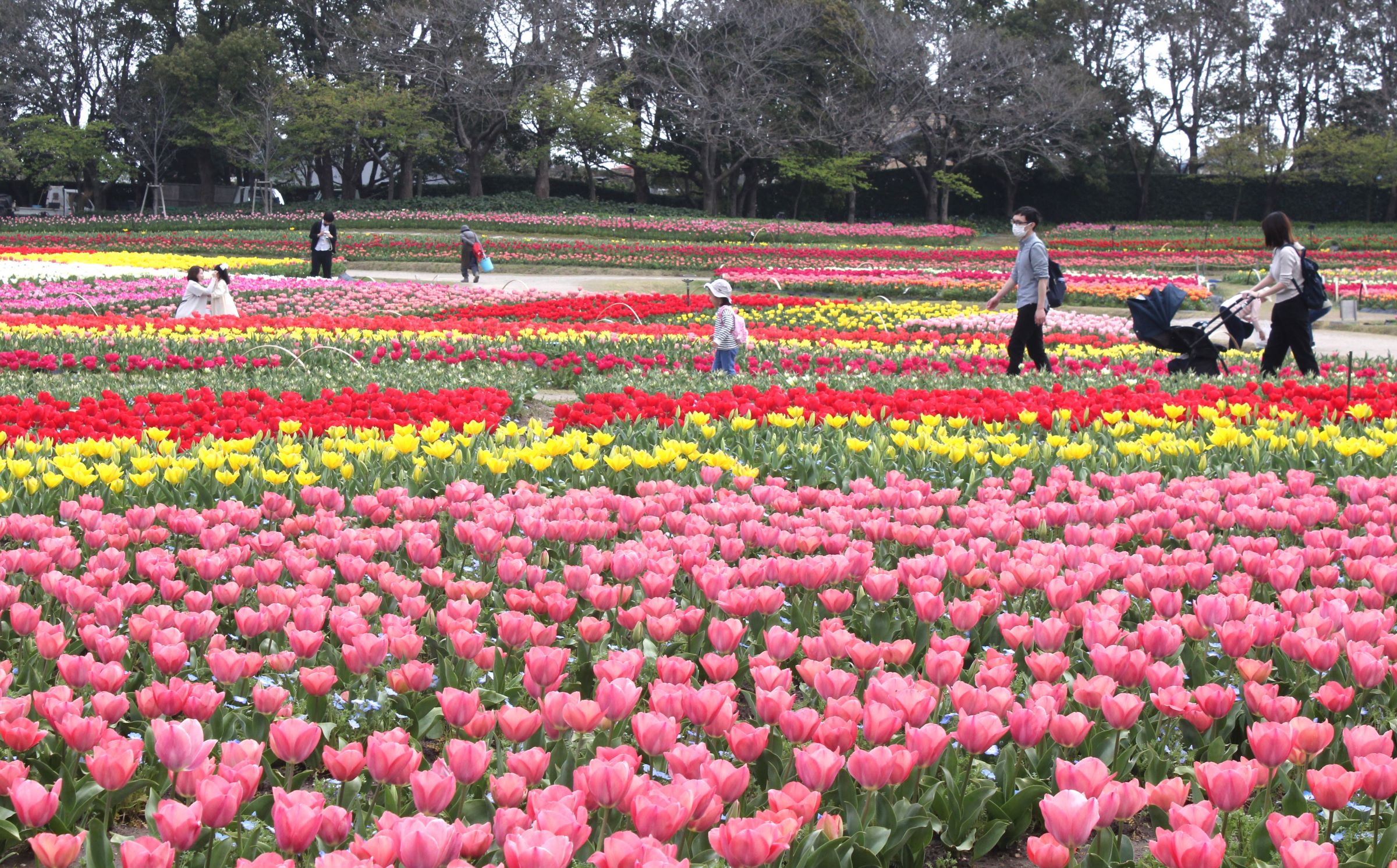 チューリップが見ごろ、ソメイヨシノあと少し、「なばなの里」で春の花の散策にぎわう