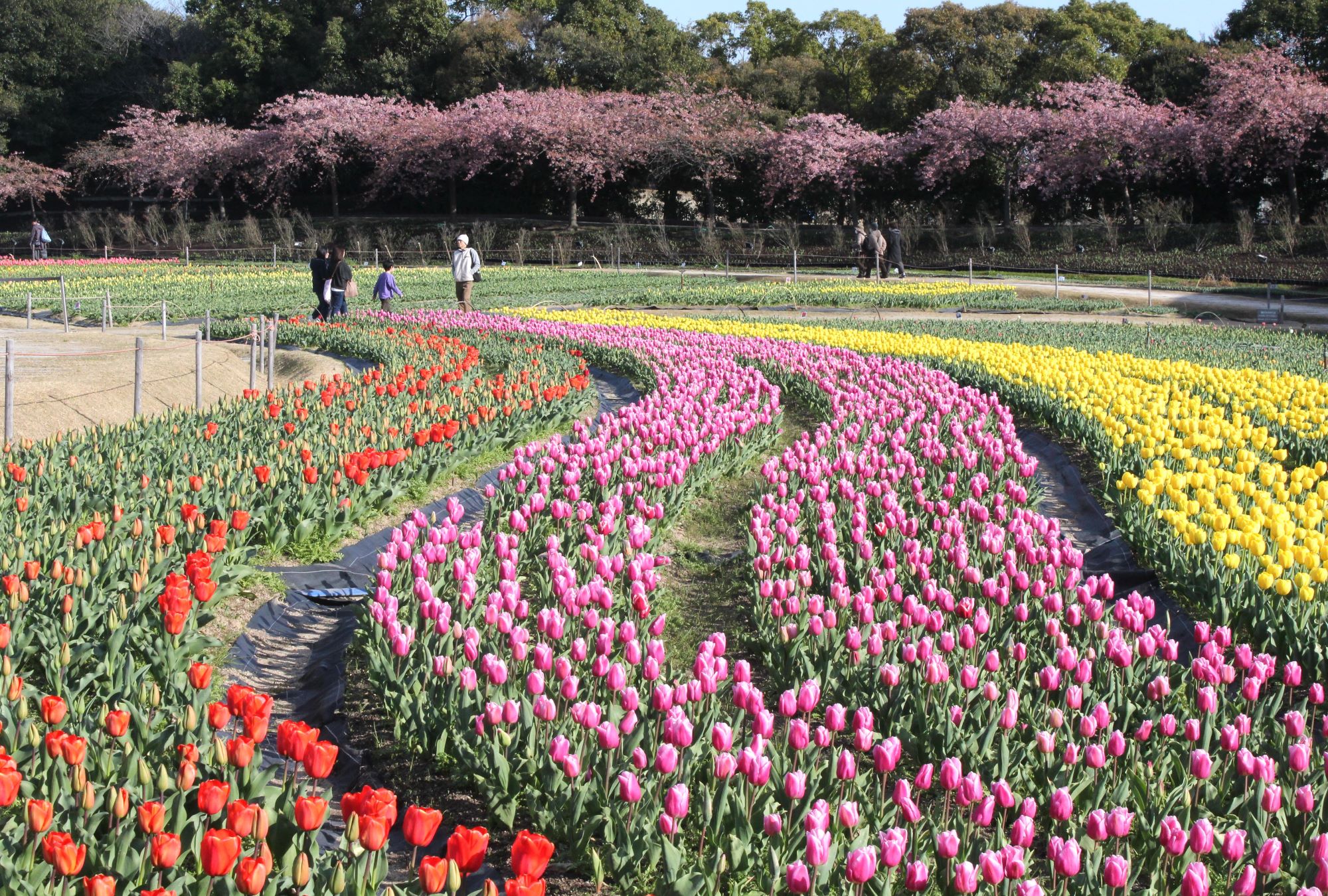 陽気に誘われ花見にぎわう、満開のいなべ梅林公園や日永梅林、「なばなの里」では河津桜とチューリップが競演