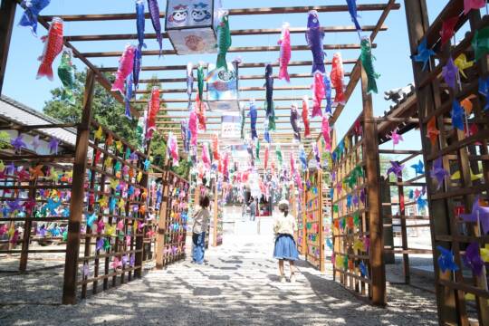 こいのぼりの飾り　境内で美しく泳ぐ　三重県いなべ市の金井神社
