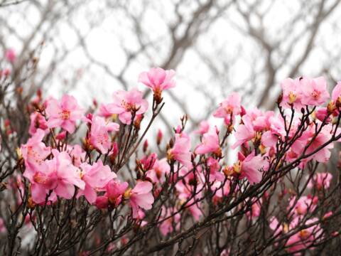 御在所岳でアカヤシオ咲く、山上公園周辺は初夏の花のお楽しみ季節へ