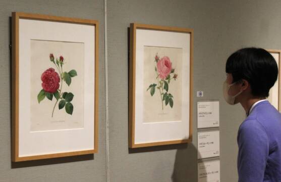 緻密なボタニカルアートとウェッジウッドの陶磁器を展示、四日市市立博物館で特別展