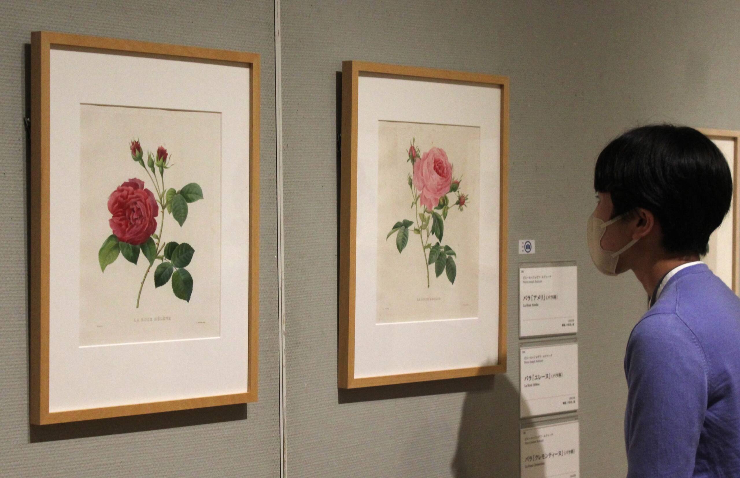 緻密なボタニカルアートとウェッジウッドの陶磁器を展示、四日市市立博物館で特別展