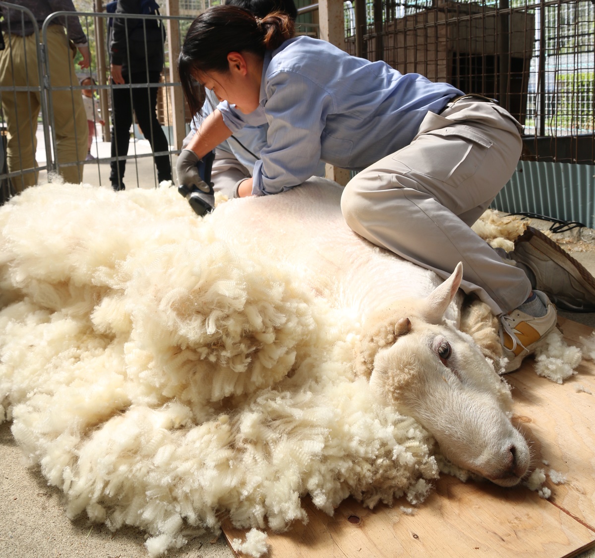 衣替えですっきり　南部丘陵公園で「ヒツジの毛刈りショー」　四日市市