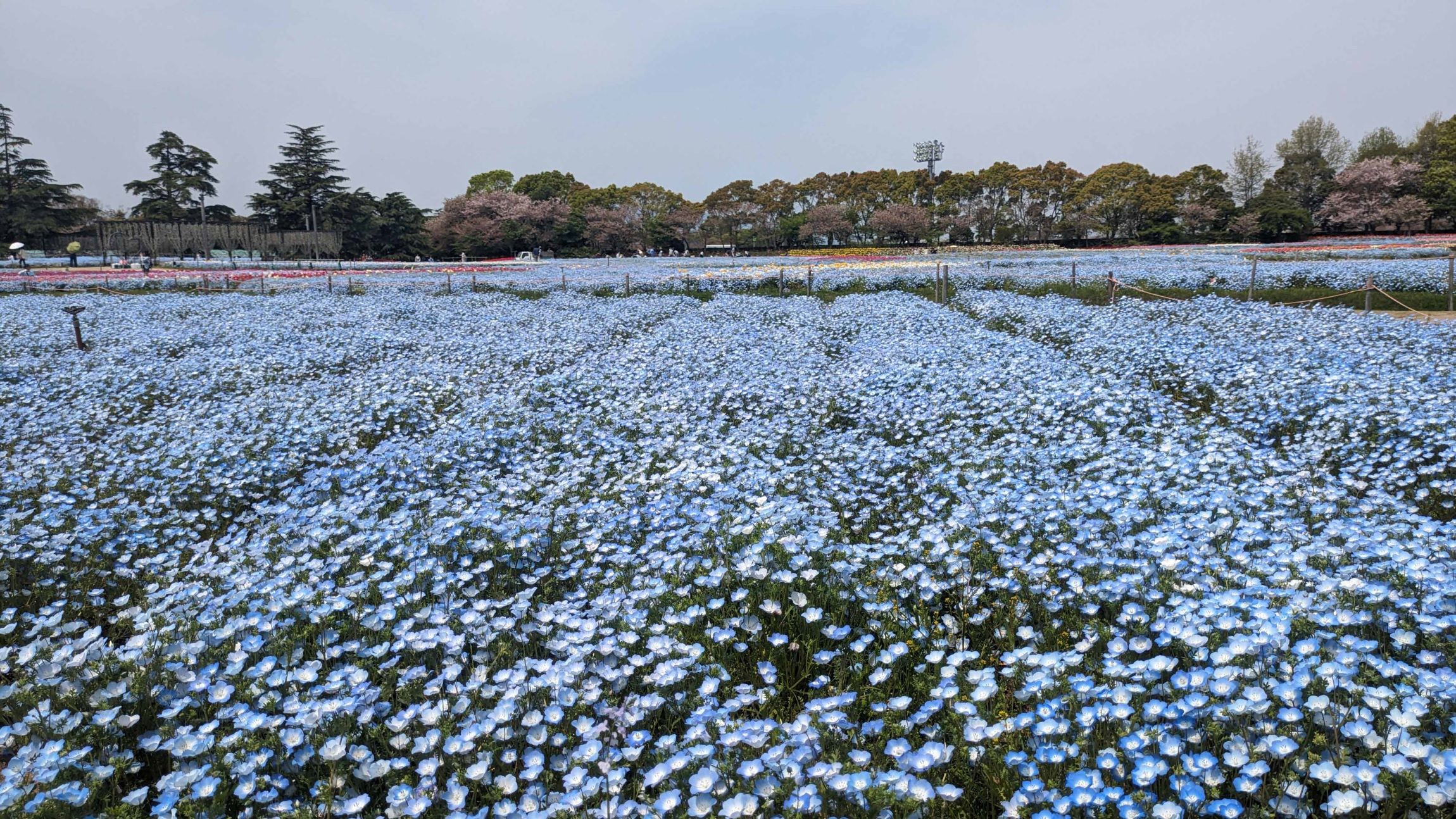 ネモフィラの見ごろ近づく、青く染まる「なばなの里」花ひろば