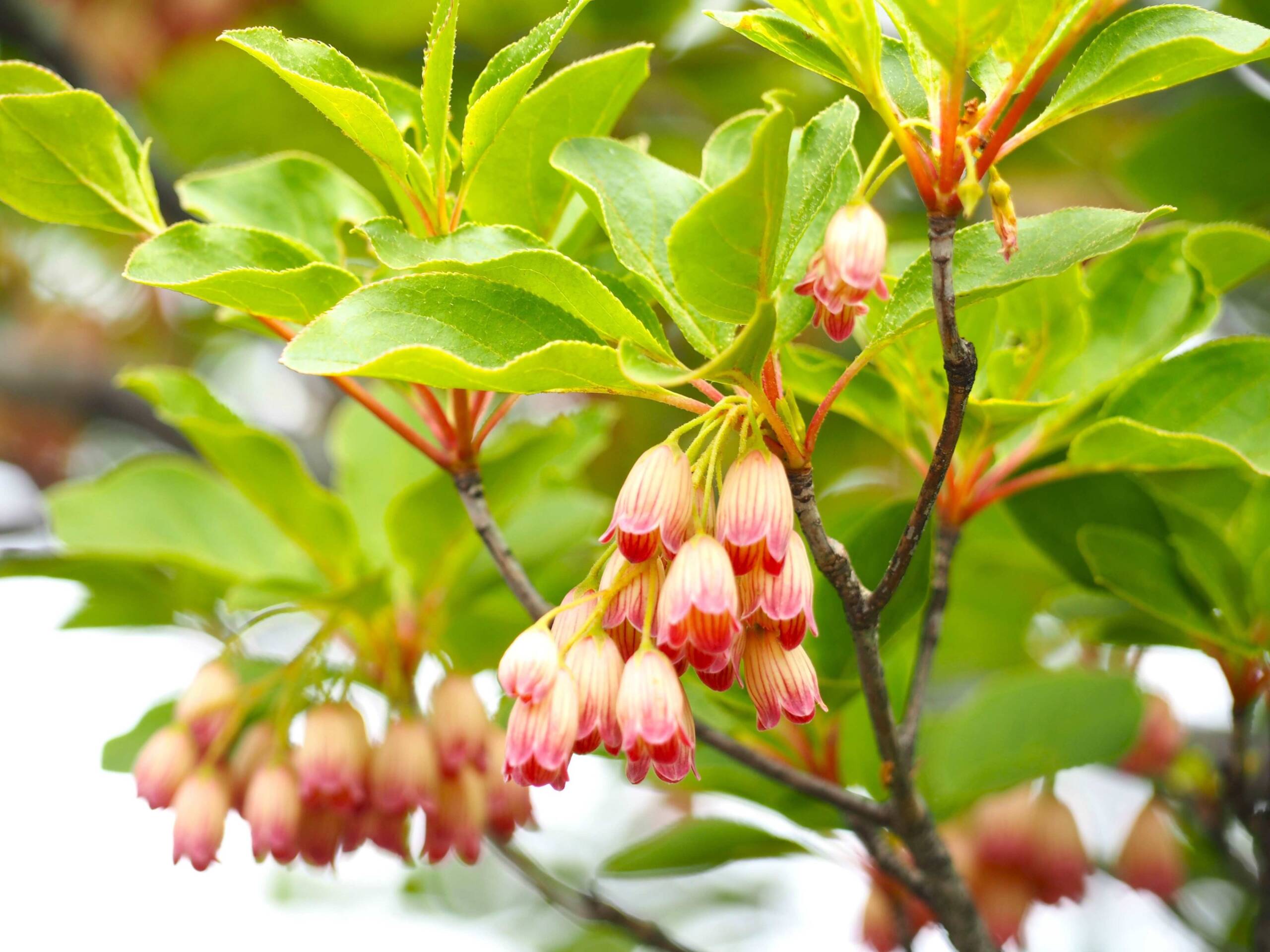 サラサドウダン、ベニドウダンの花が見ごろに、御在所岳の山上公園、三重県菰野町
