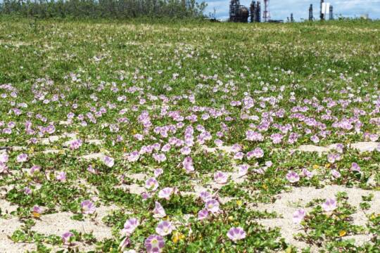 ハマヒルガオが見ごろに、四日市の吉崎海岸で風に揺れる薄紫色の花