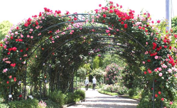 900種5000本が彩る英国風庭園、「なばなの里」でバラ園が見ごろに