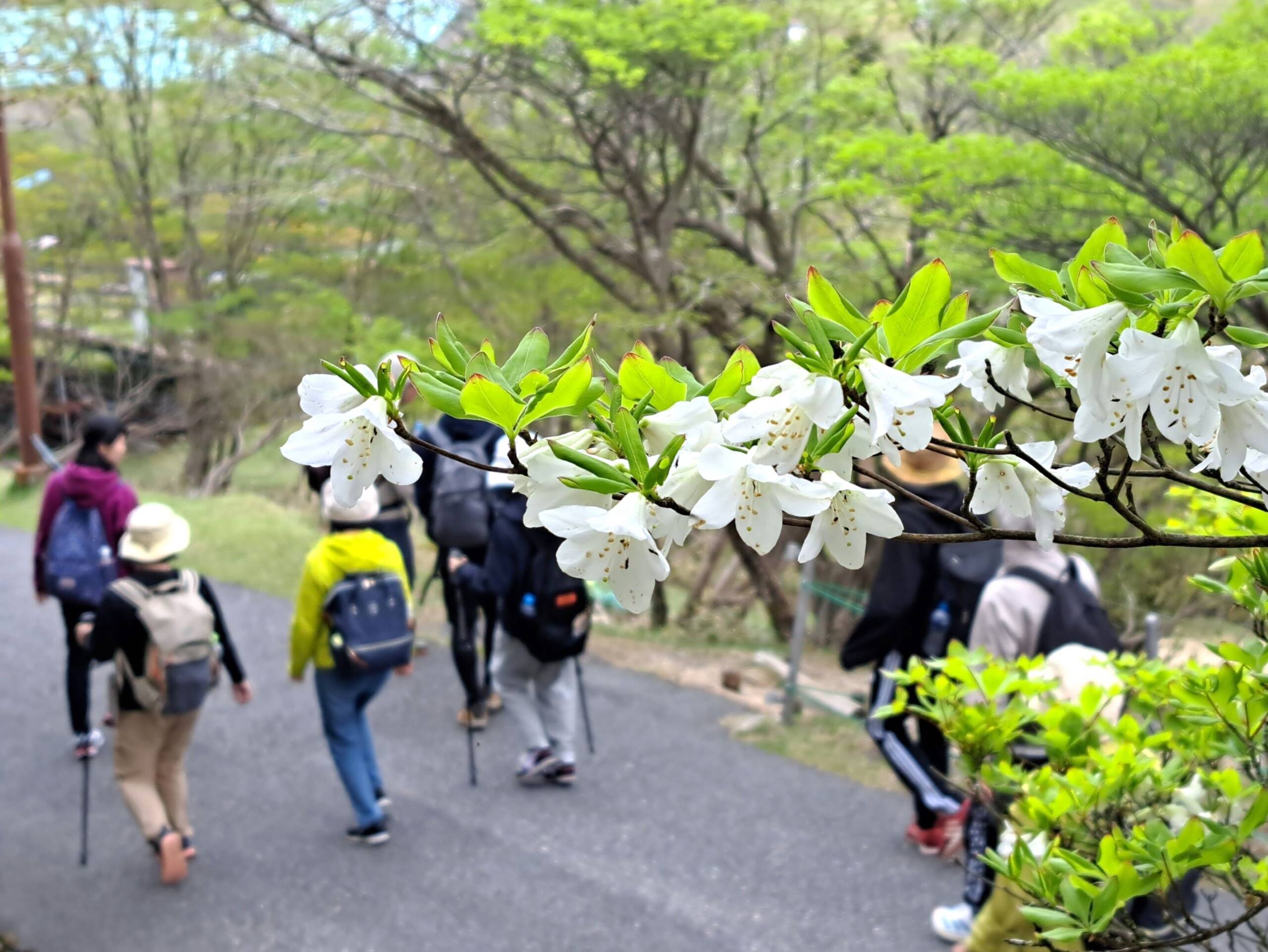 山頂はシロヤシオの見ごろへ、御在所岳の山上公園内で純白の姿が登山客らを魅了