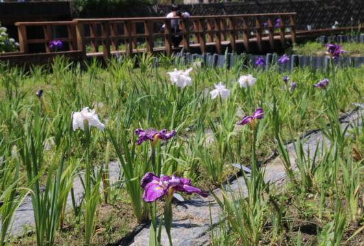 ハナショウブやアジサイ　これから見ごろも　四日市市の堀川菖蒲園