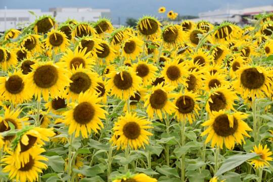 菰野町のヒマワリ畑が見ごろ　曇り空でも彩り