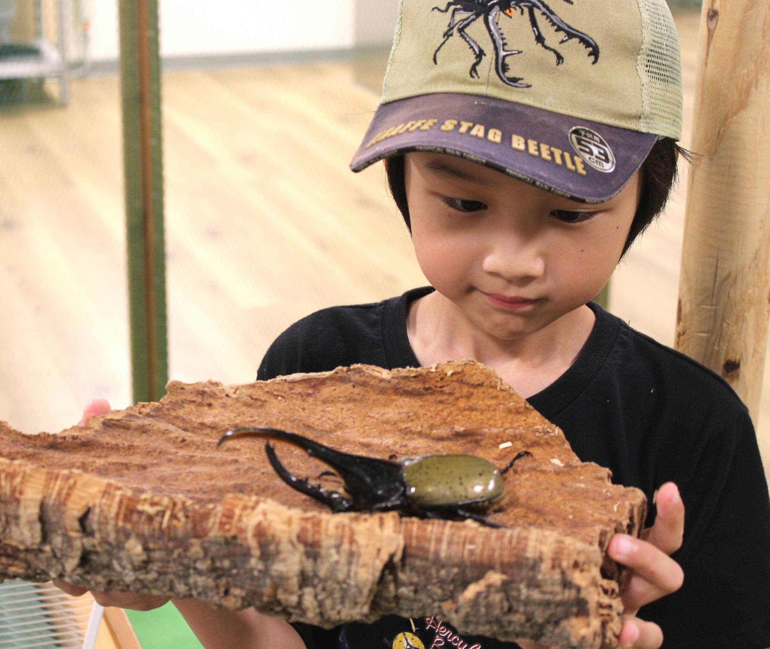 ヘラクレスオオカブトも目の前で、近鉄百貨店四日市で「世界の昆虫展」始まる
