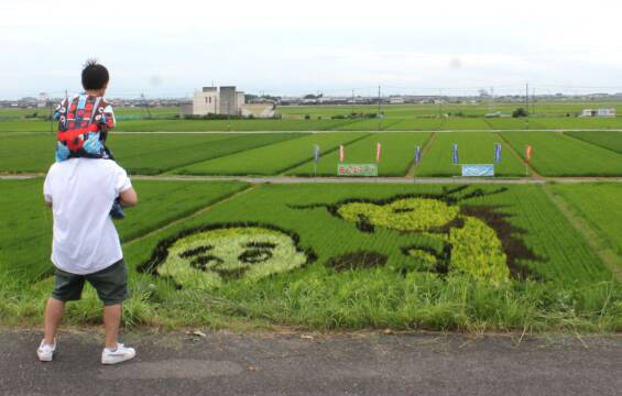 雨上がりの「田んぼアート」、四日市市楠町で見学会、出来栄え上々