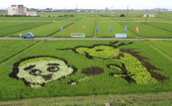 絵が浮かび上がってきたよ、四日市市楠町の田んぼアート、7月13日に見学会