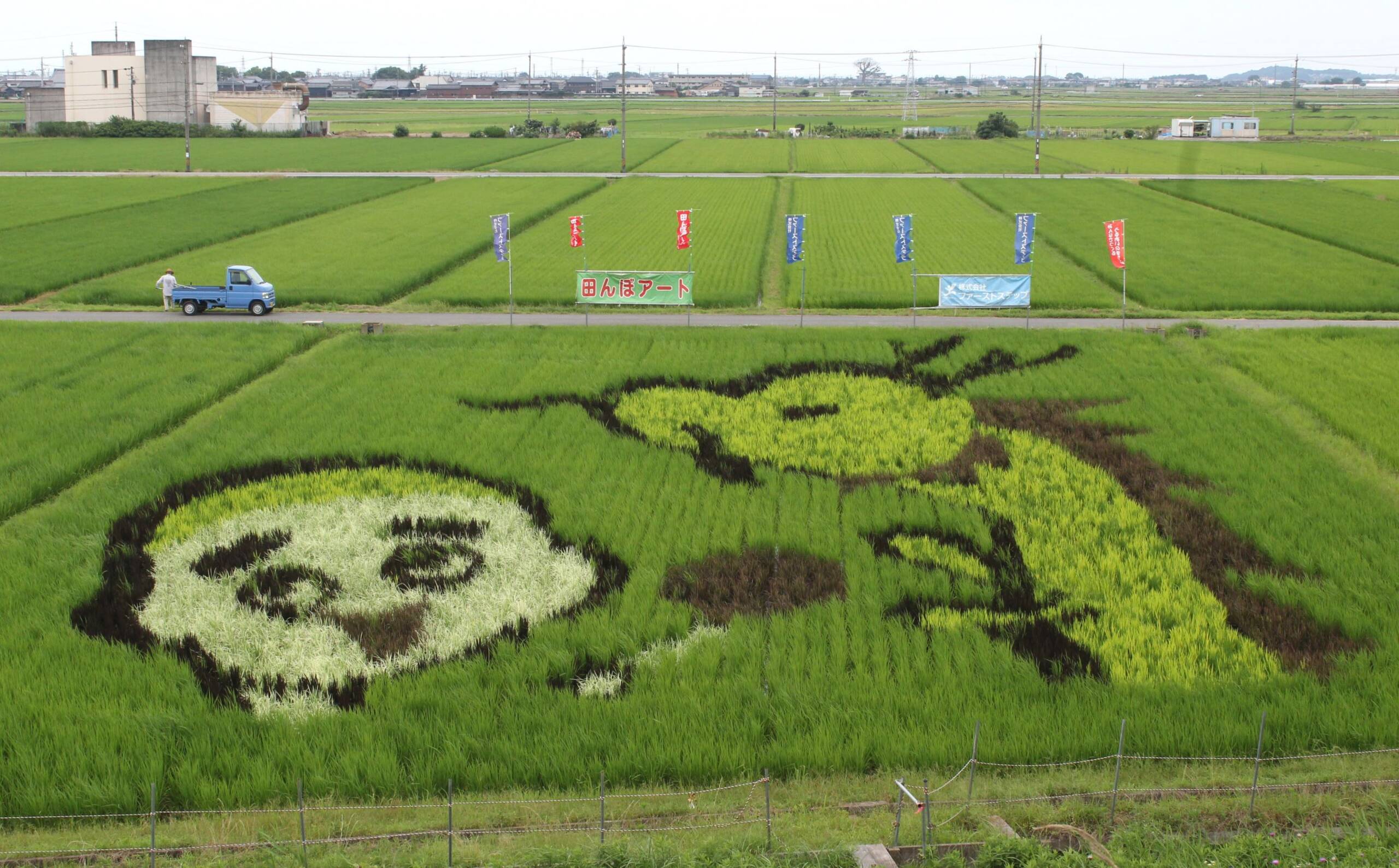 絵が浮かび上がってきたよ、四日市市楠町の田んぼアート、7月13日に見学会