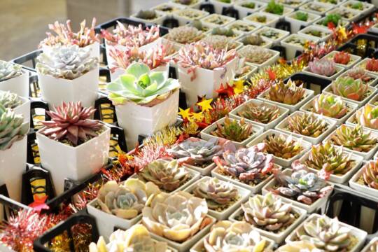 「お客様も出店者も楽しく」　四日市市の多肉植物店「あいらんど」　10月6日にマルシェ初開催
