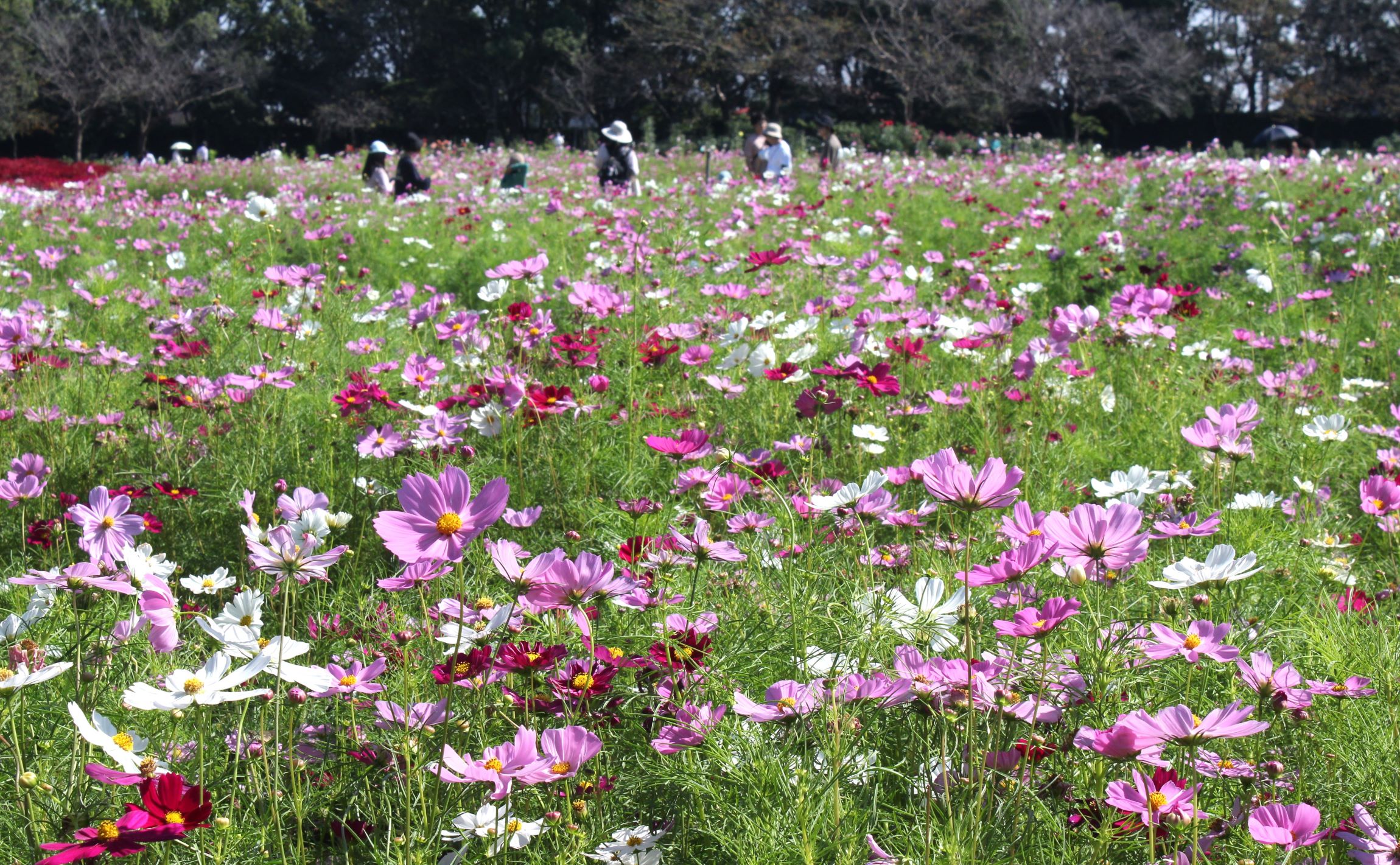 コスモスなど秋の主役を競う、なばなの里で「花ひろば」が散策シーズン