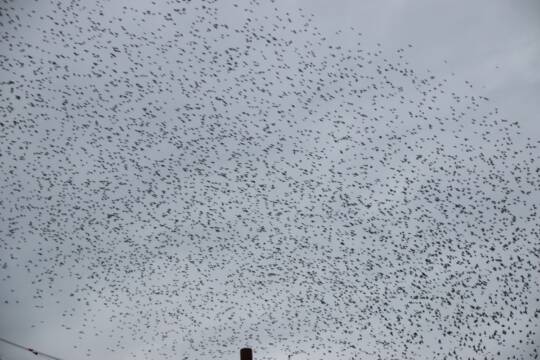 「え！あれ全部そうなん？」　四日市市・中央通りにムクドリの大群　ふんや鳴き声が課題に