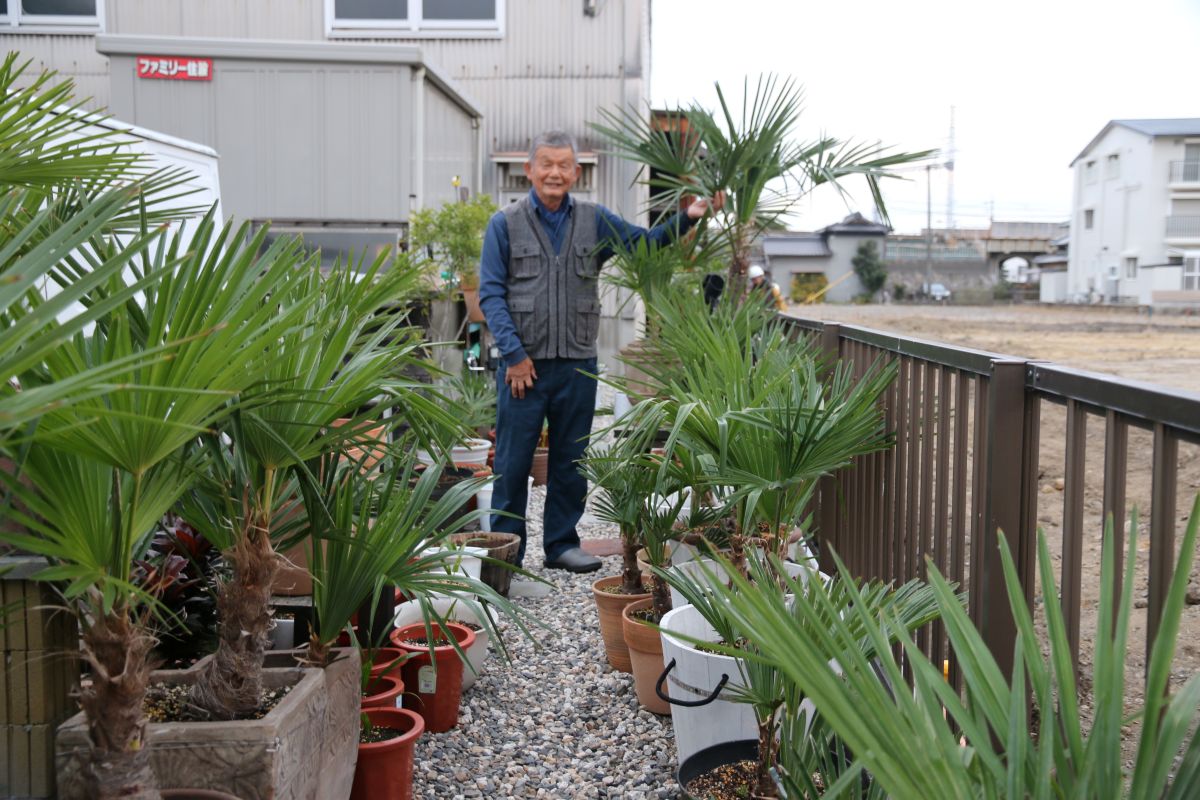 きっかけは「何気なく」　種から育てたヤシの木、庭に200鉢　四日市の松村さん