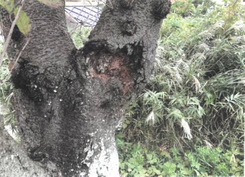 四日市の「海蔵川桜まつり」今年は開催中止、倒木や落枝の怖れ、実行委員会発表