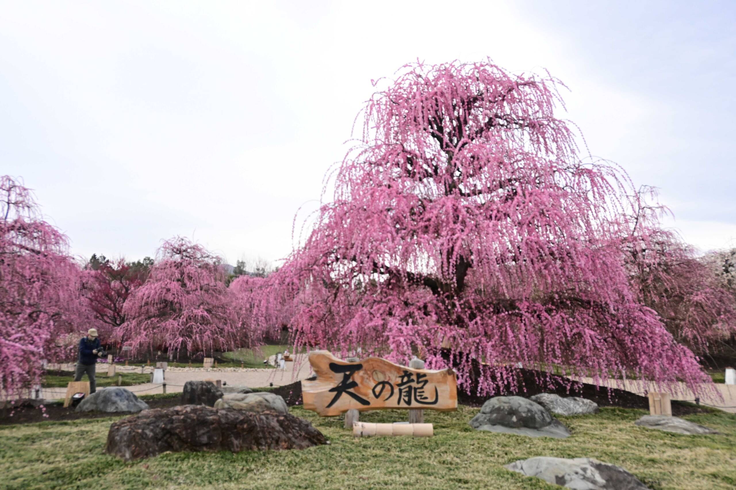 鈴鹿の森庭園天の龍昼間サイズダウン