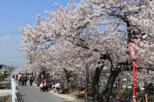 十四川の桜永遠に、「さくら祭り」今年100年目、四日市、次代への継承探る