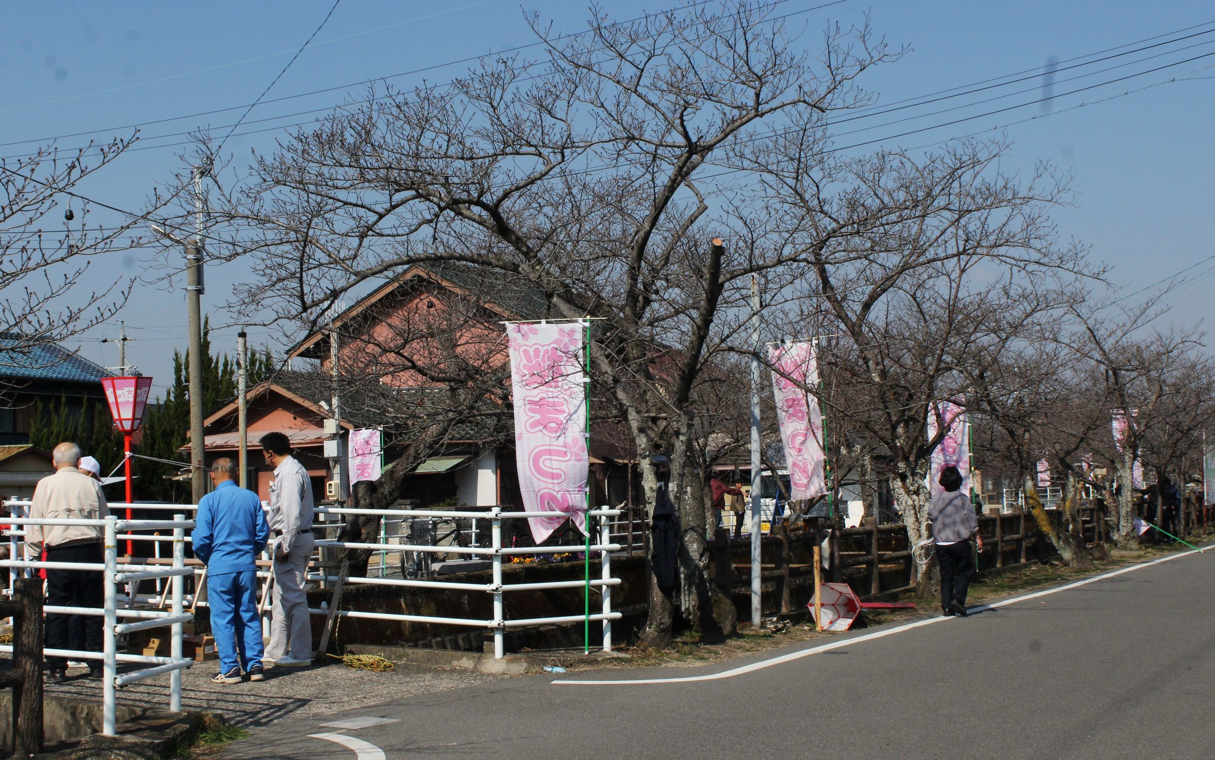 地区の人が協力して「さくら祭り」の準備、四日市の十四川の桜並木