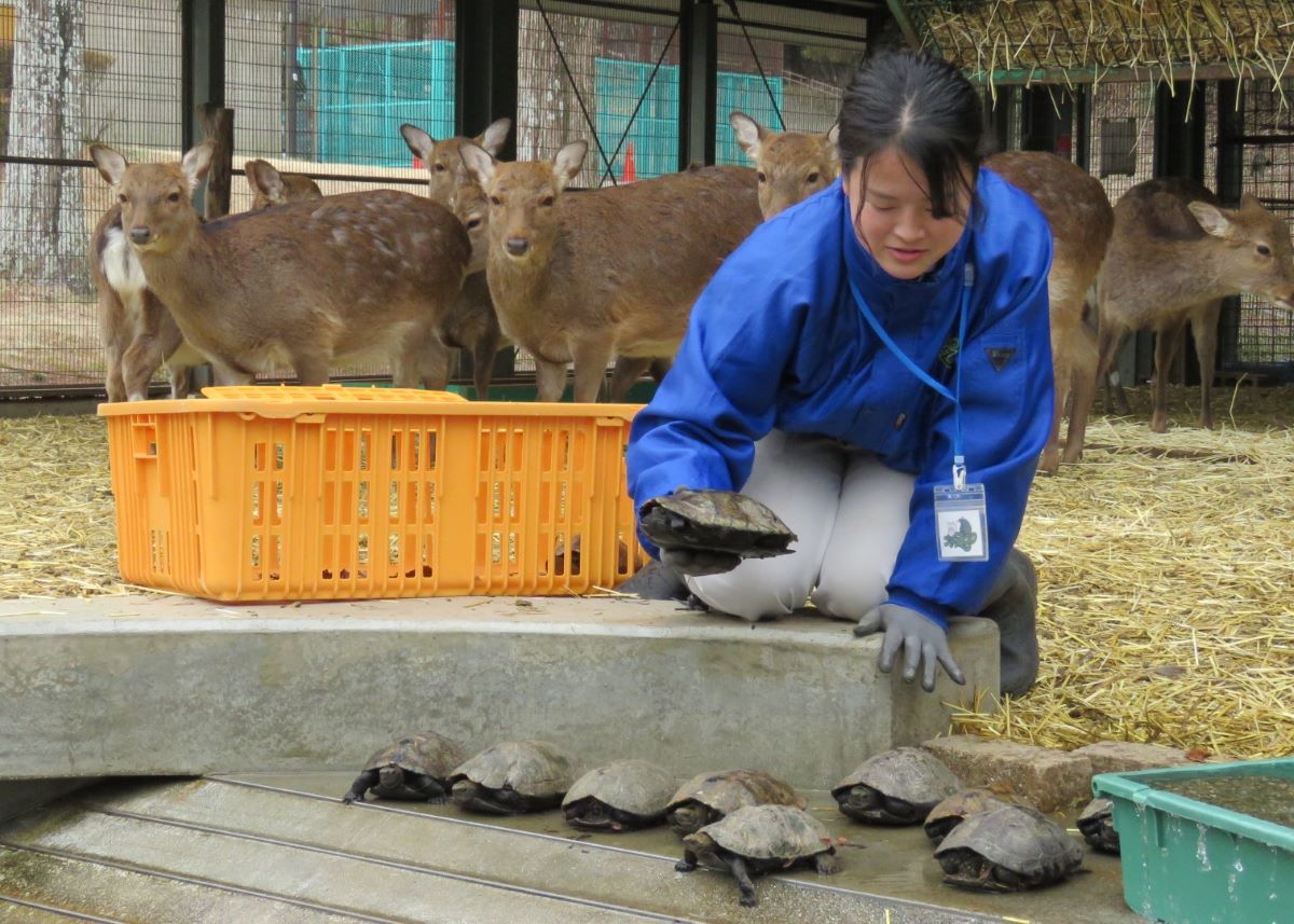 春がきた！カメたちが本拠地へ移動　四日市の南部丘陵公園　冬眠からお目覚め