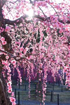 梅の花、見ごろ迎えにぎわい　鈴鹿の菅原神社　メジロの姿も