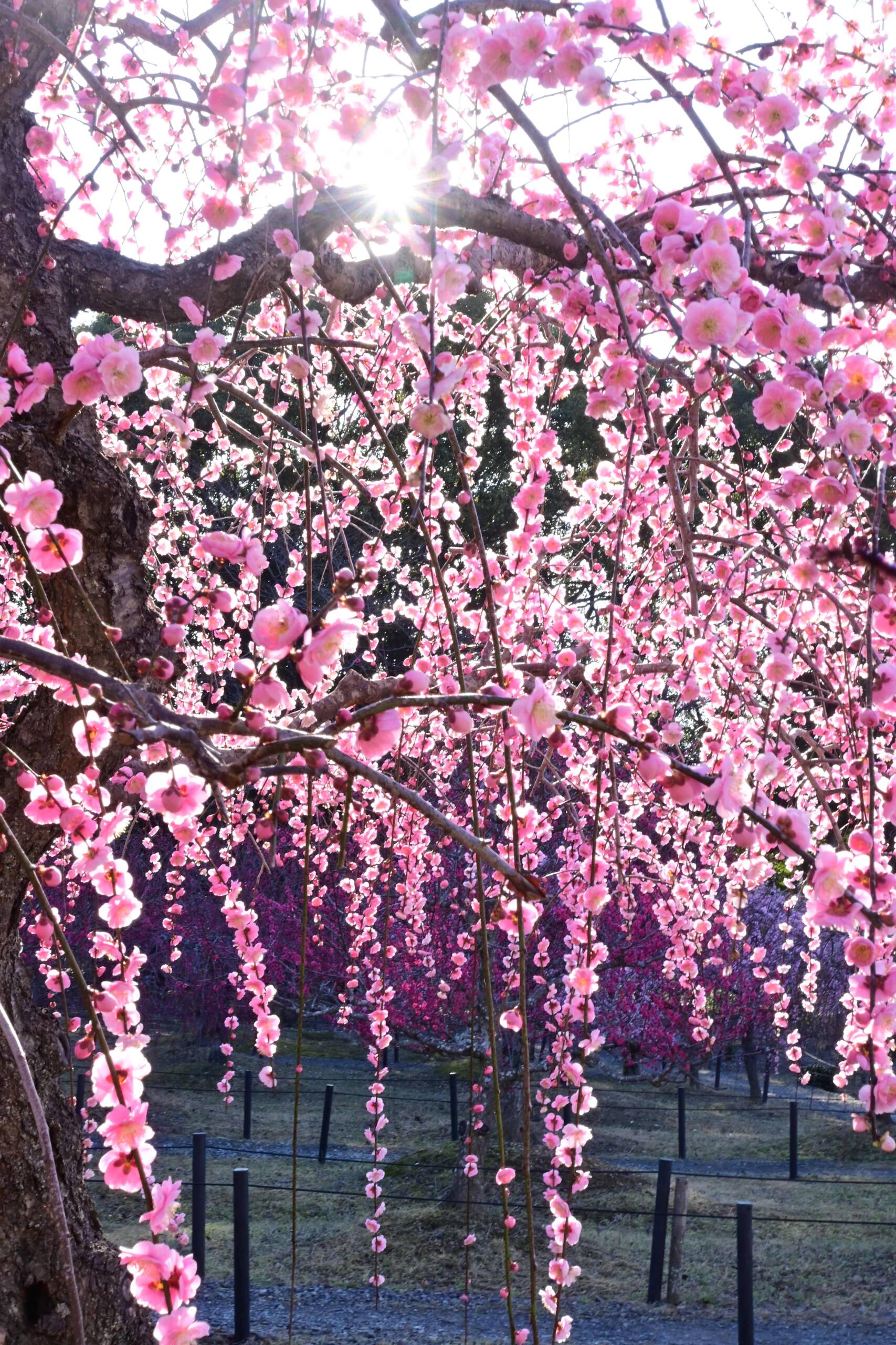 梅の花、見ごろ迎えにぎわい　鈴鹿の菅原神社　メジロの姿も
