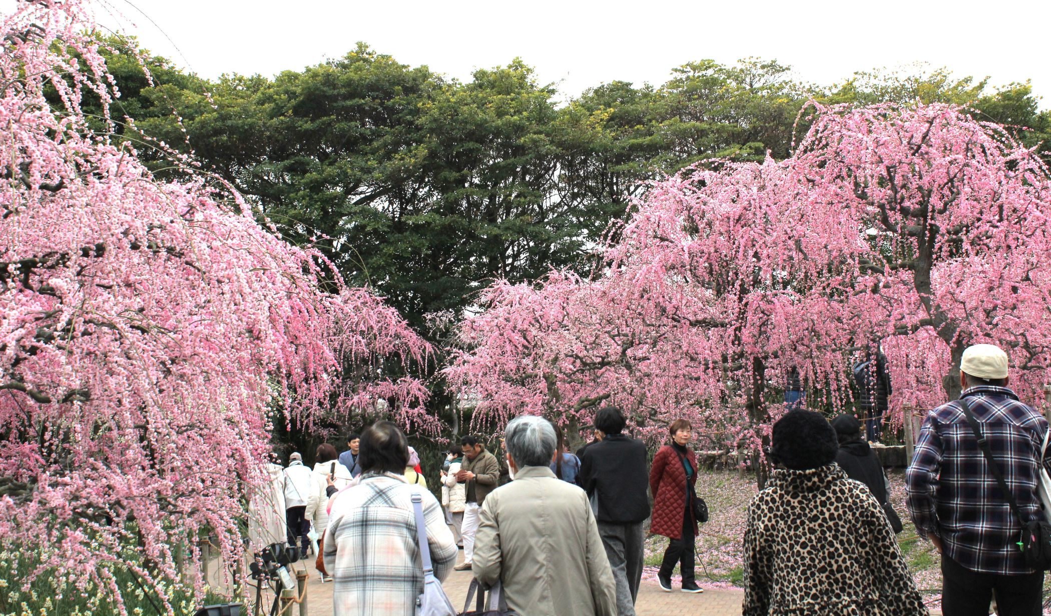 春の花のリレーが展開中、桑名市の「なばなの里」、梅、河津桜、チューリップへと見ごろ次々