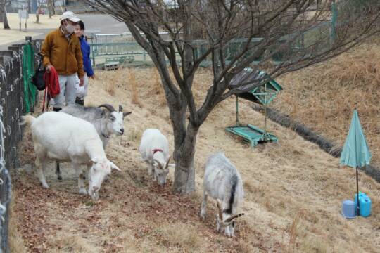 のびのび駆け、生の葉も口に、四日市・南部丘陵公園でヤギの放牧始まる