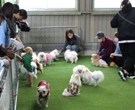あたらしい家族見つかった？　四日市で「保護猫＆保護犬　ご縁探し会」